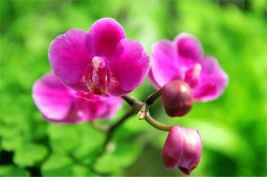 蝴蝶兰怎么繁殖出幼苗,花梗/断心催芽和切茎3种繁殖法