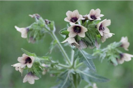 世界上花语最邪恶的花,盘点花语最恐怖的十大花卉