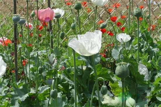 世界上花语最邪恶的花,盘点花语最恐怖的十大花卉