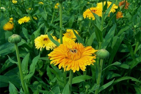 世界上花语最邪恶的花,盘点花语最恐怖的十大花卉