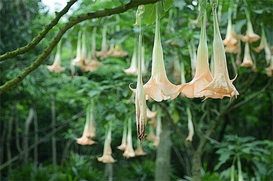 世界上花语最邪恶的花,盘点花语最恐怖的十大花卉