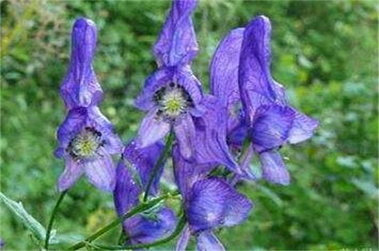 世界上花语最邪恶的花,盘点花语最恐怖的十大花卉