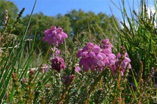 世界上花语最邪恶的花,盘点花语最恐怖的十大花卉
