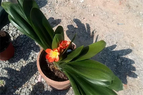 君子兰种子怎么种,4种办法教你发芽率百分百