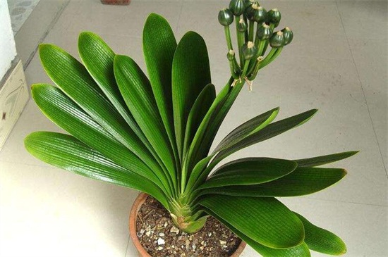 君子兰种子怎么种,4种办法教你发芽率百分百