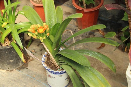 君子兰种子怎么种,4种办法教你发芽率百分百