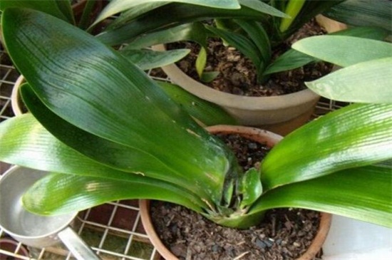 君子兰种子怎么种,4种办法教你发芽率百分百