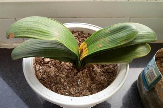 君子兰种子怎么种,4种办法教你发芽率百分百