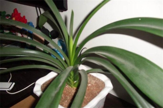 君子兰种子怎么种,4种办法教你发芽率百分百