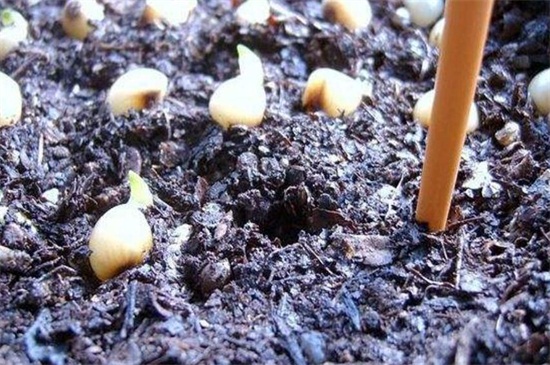 君子兰种子怎么种,4种办法教你发芽率百分百