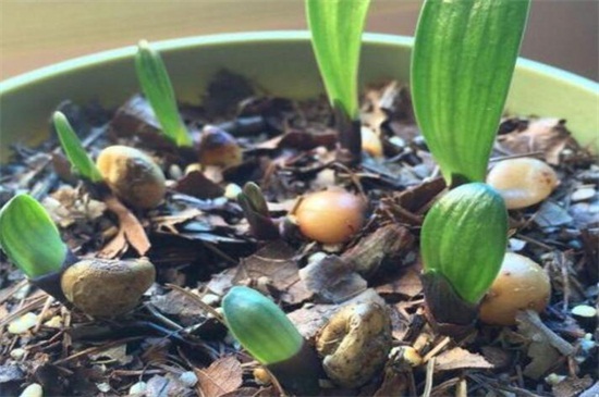君子兰种子怎么种,4种办法教你发芽率百分百