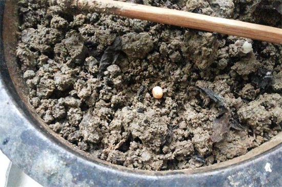 君子兰种子怎么种,4种办法教你发芽率百分百