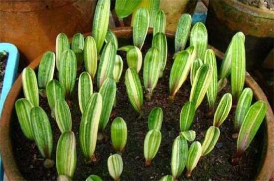 君子兰种子怎么种,4种办法教你发芽率百分百