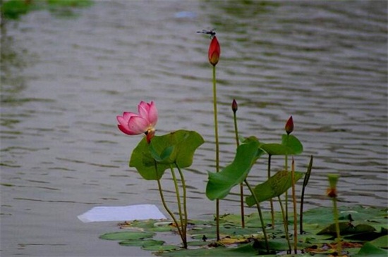 荷花是春天还是夏天开,荷花夏天开放六月最旺盛