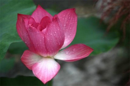 荷花是春天还是夏天开,荷花夏天开放六月最旺盛