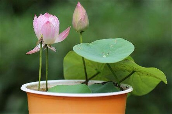 荷花是春天还是夏天开,荷花夏天开放六月最旺盛