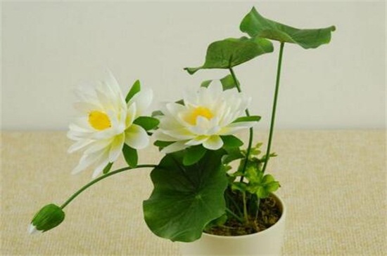 荷花是春天还是夏天开,荷花夏天开放六月最旺盛