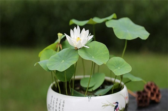 荷花是春天还是夏天开,荷花夏天开放六月最旺盛