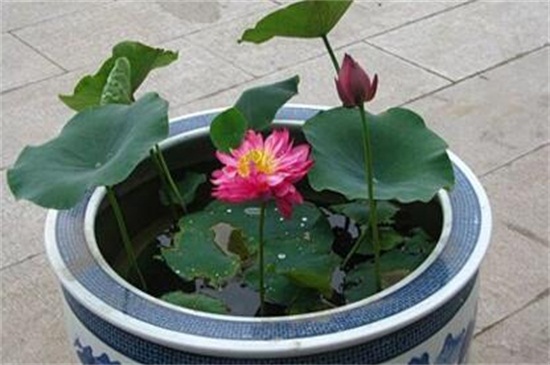 荷花是春天还是夏天开,荷花夏天开放六月最旺盛