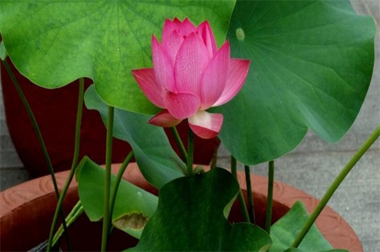 荷花是春天还是夏天开,荷花夏天开放六月最旺盛