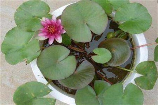 荷花是春天还是夏天开,荷花夏天开放六月最旺盛