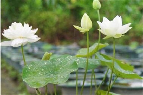 荷花是春天还是夏天开,荷花夏天开放六月最旺盛