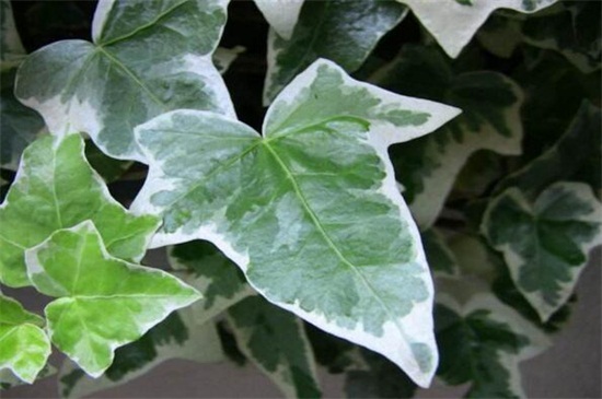 常春藤叶子发蔫咋补救,叶子发蔫的四种原因及解决方法