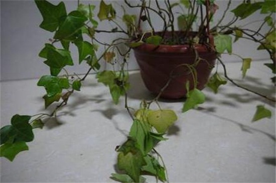 常春藤叶子发蔫咋补救,叶子发蔫的四种原因及解决方法