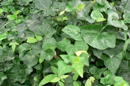 常春藤叶子发蔫咋补救,叶子发蔫的四种原因及解决方法