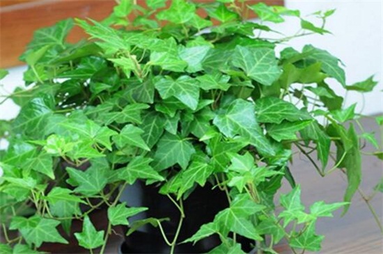 常春藤叶子发蔫咋补救,叶子发蔫的四种原因及解决方法