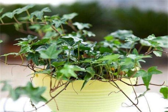 常春藤叶子发蔫咋补救,叶子发蔫的四种原因及解决方法