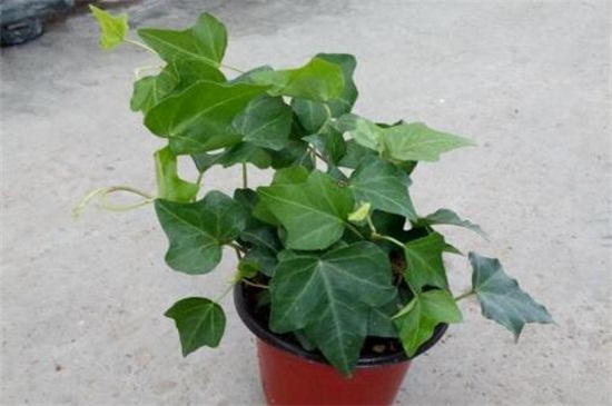 常春藤叶子发蔫咋补救,叶子发蔫的四种原因及解决方法