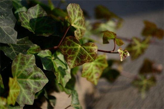 常春藤叶子发蔫咋补救,叶子发蔫的四种原因及解决方法