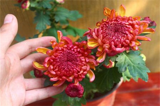 白色菊花花语是什么,白色菊花代表什么意思(哀悼/怀念)