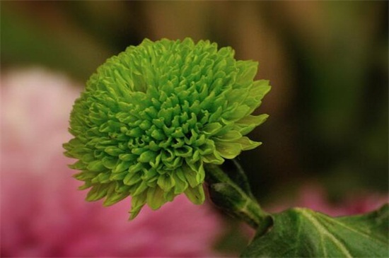 白色菊花花语是什么,白色菊花代表什么意思(哀悼/怀念)