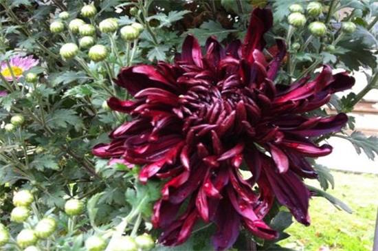 白色菊花花语是什么,白色菊花代表什么意思(哀悼/怀念)