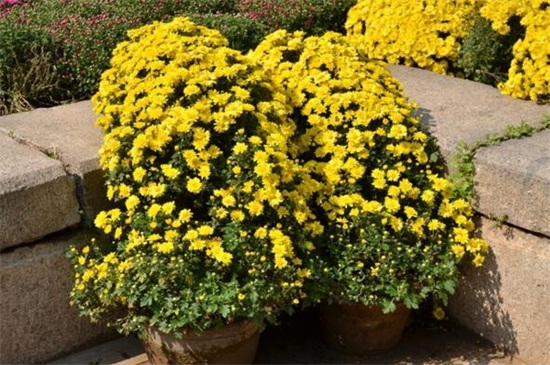 白色菊花花语是什么,白色菊花代表什么意思(哀悼/怀念)