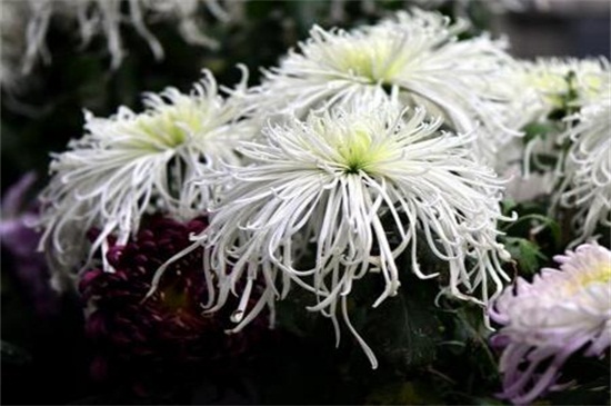 白色菊花花语是什么,白色菊花代表什么意思(哀悼/怀念)