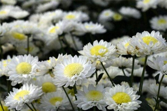 白色菊花花语是什么,白色菊花代表什么意思(哀悼/怀念)