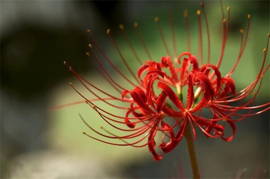 罕见好听的花名及花语,盘点十种绝美名字的花儿