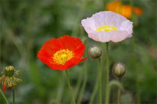 罕见好听的花名及花语,盘点十种绝美名字的花儿