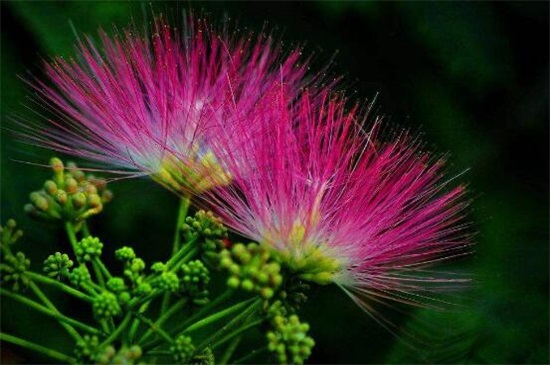 罕见好听的花名及花语,盘点十种绝美名字的花儿