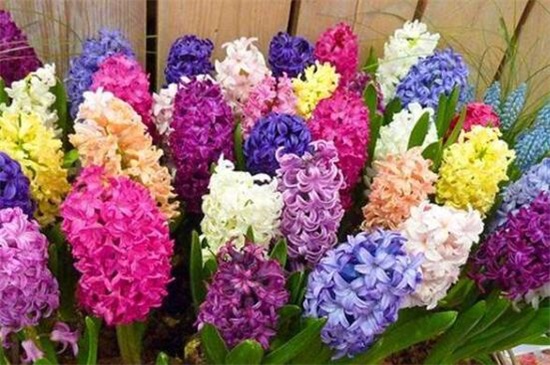 罕见好听的花名及花语,盘点十种绝美名字的花儿