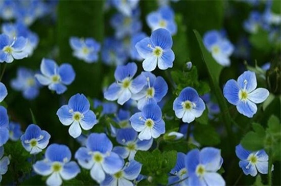 罕见好听的花名及花语,盘点十种绝美名字的花儿