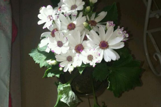 瓜叶菊花后修剪图解,这样修剪可让瓜叶菊二次开花