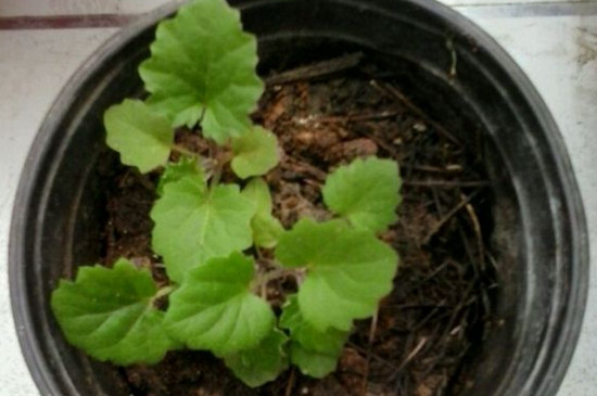 瓜叶菊花后修剪图解,这样修剪可让瓜叶菊二次开花