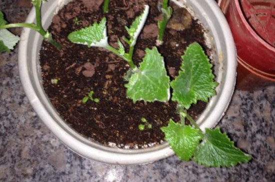 瓜叶菊花后修剪图解,这样修剪可让瓜叶菊二次开花