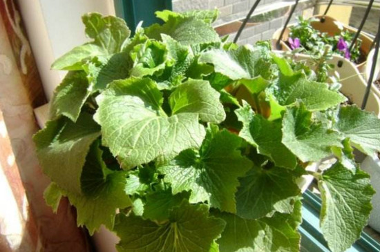 瓜叶菊花后修剪图解,这样修剪可让瓜叶菊二次开花