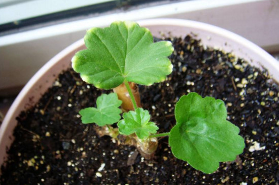 瓜叶菊花后修剪图解,这样修剪可让瓜叶菊二次开花