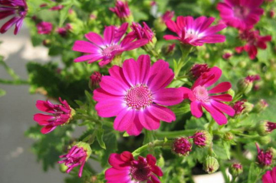 瓜叶菊花后修剪图解,这样修剪可让瓜叶菊二次开花